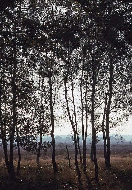 WT 1900 251-20 Netherlands.jpg